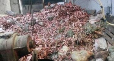 Dávkování a jak správně podávat masokostní moučku kuřatům